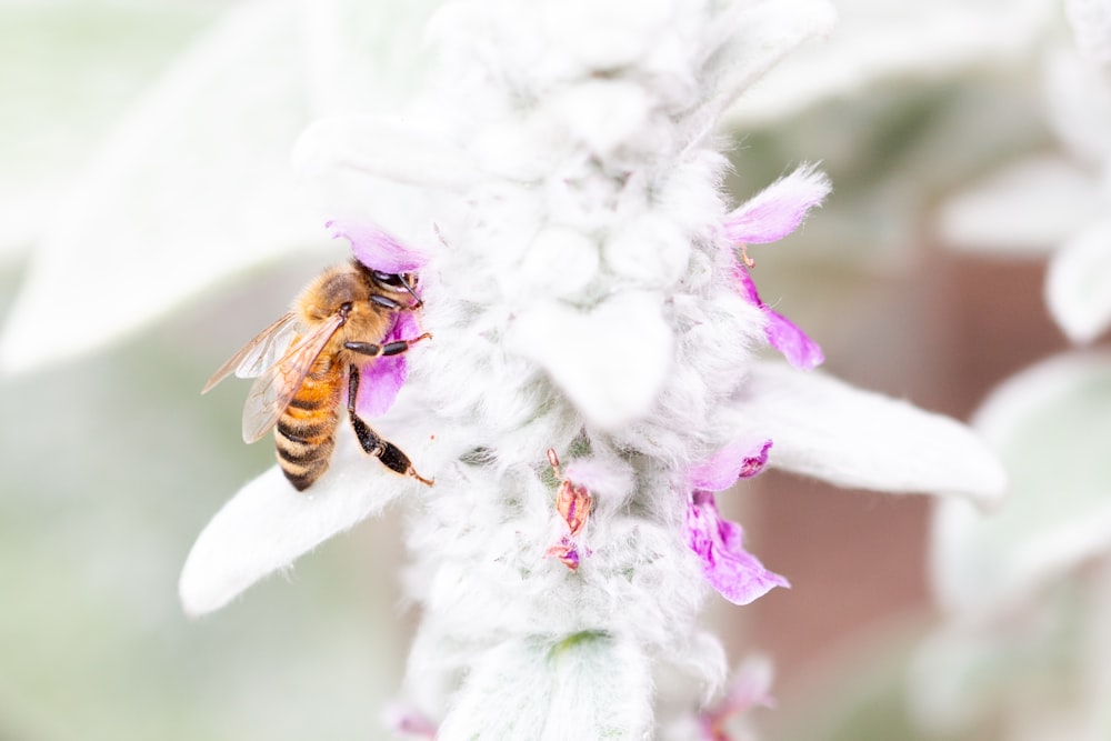 a close up of a bee on a flower