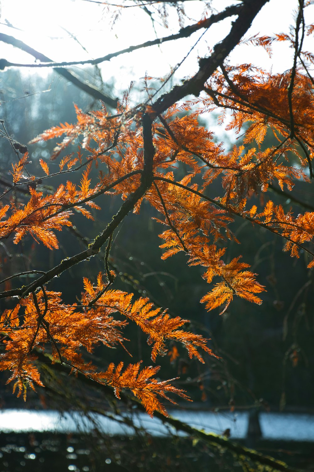 a close up of a tree with orange leaves