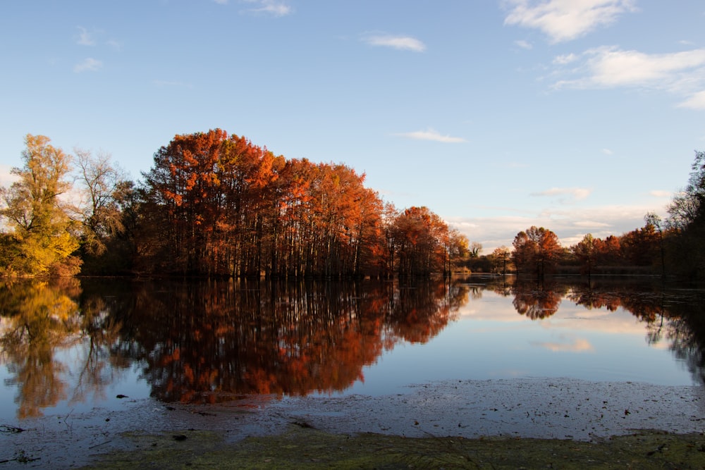 a body of water surrounded by lots of trees