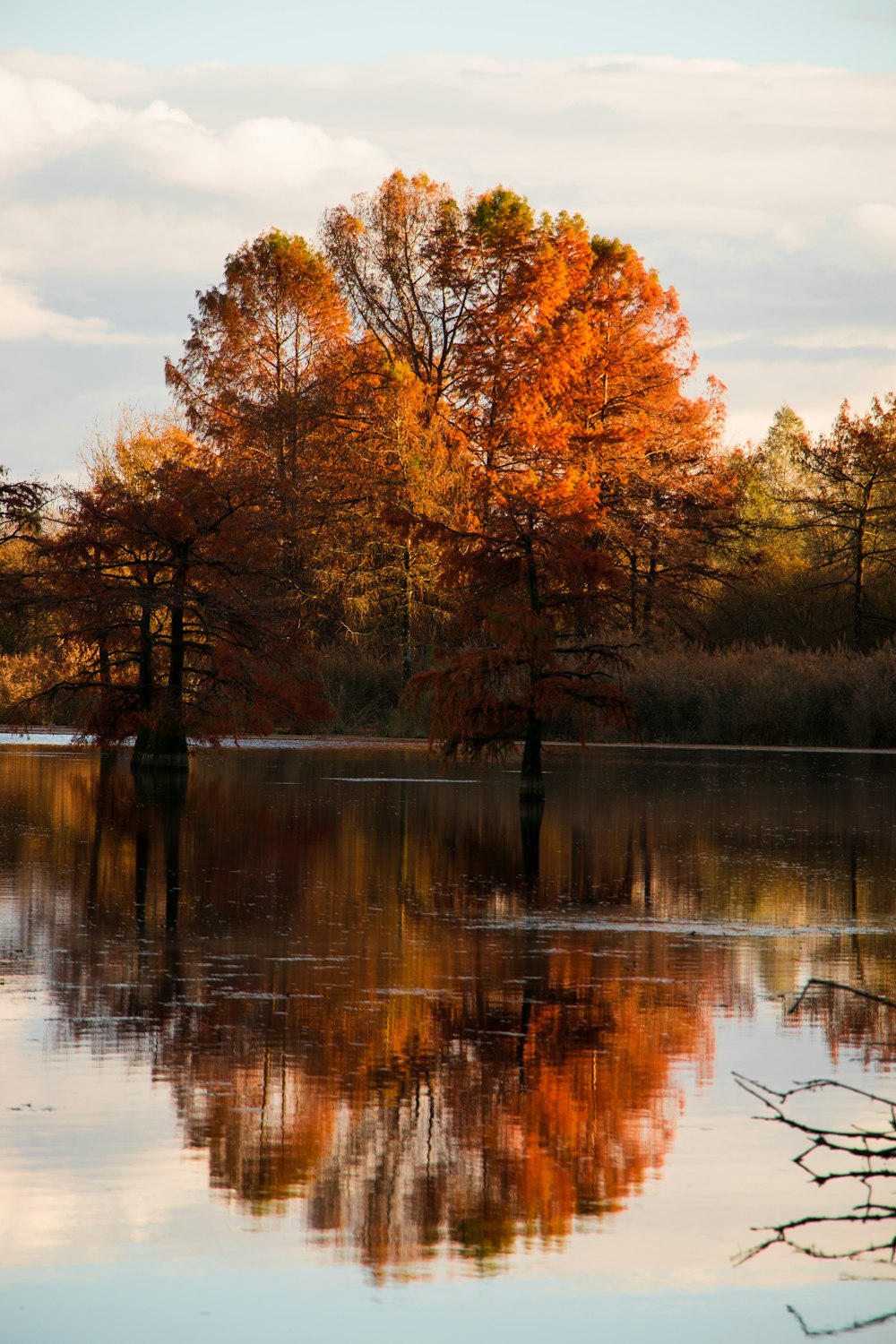 a body of water surrounded by lots of trees