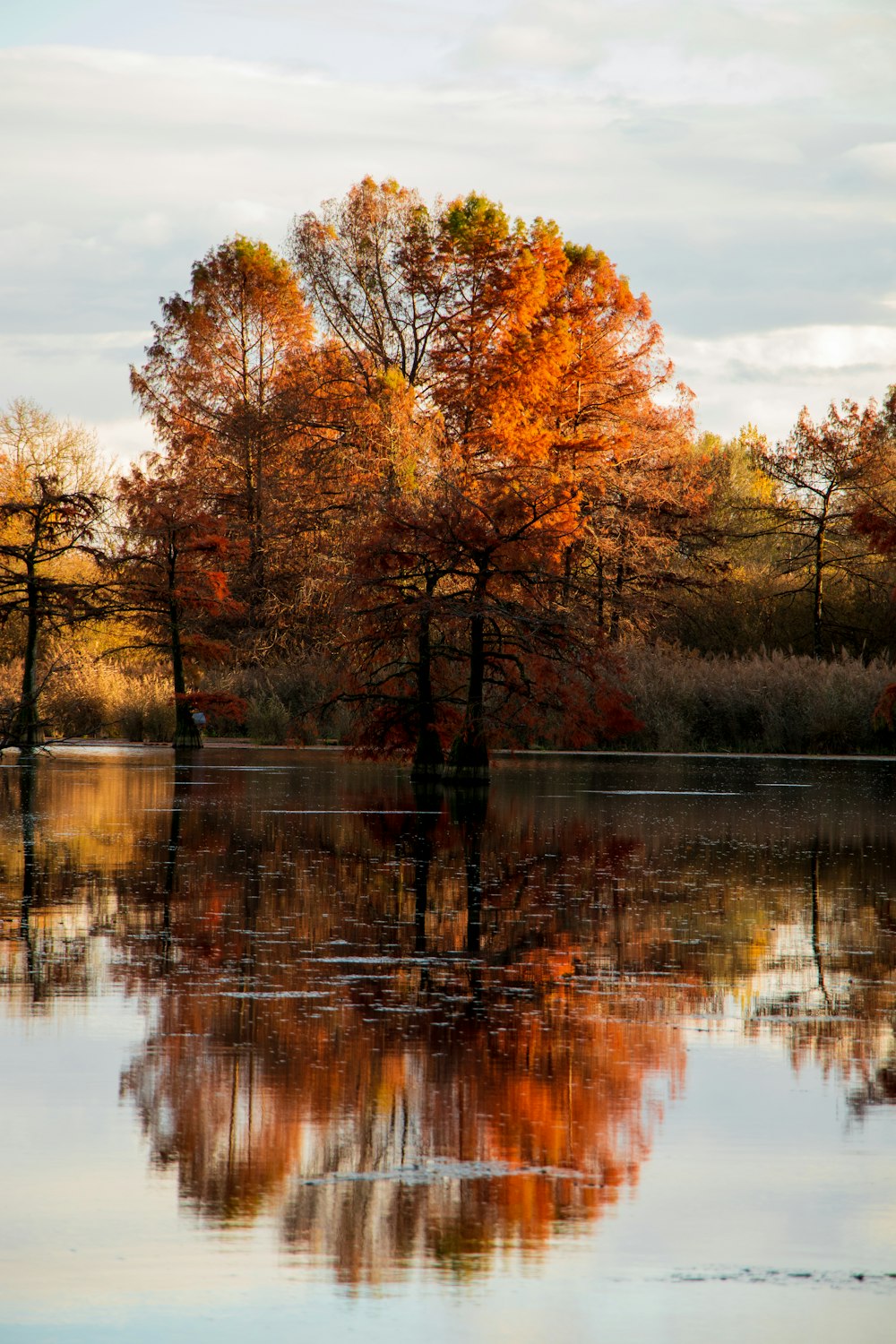 a body of water surrounded by lots of trees