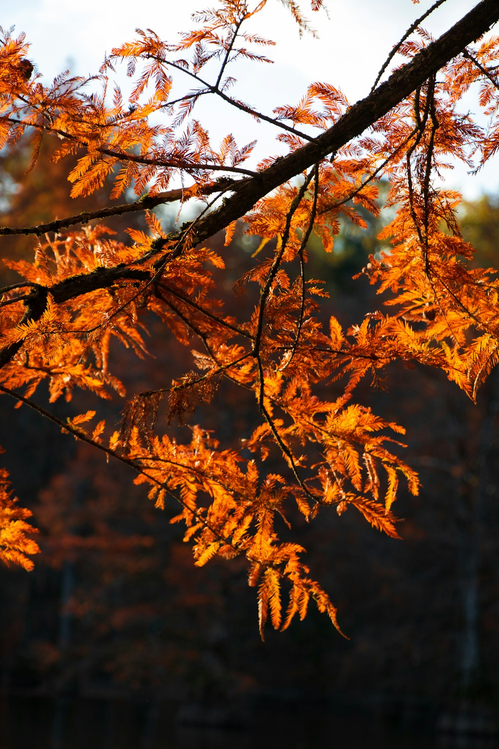 the leaves of a tree are changing colors