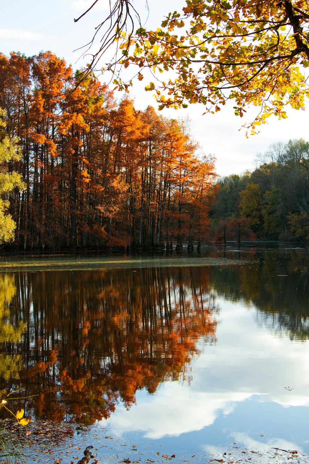 a large body of water surrounded by trees