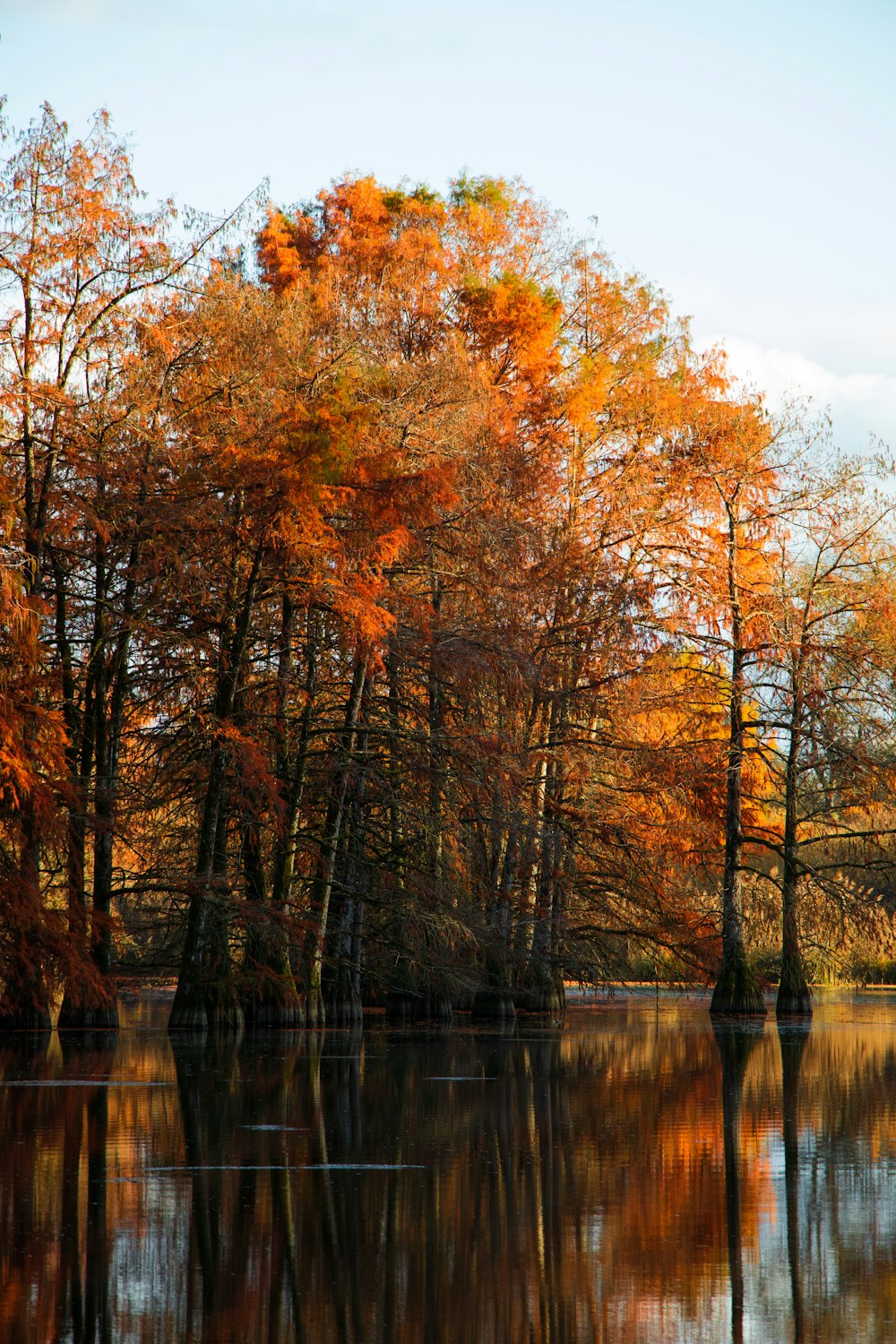 a body of water surrounded by trees with orange leaves