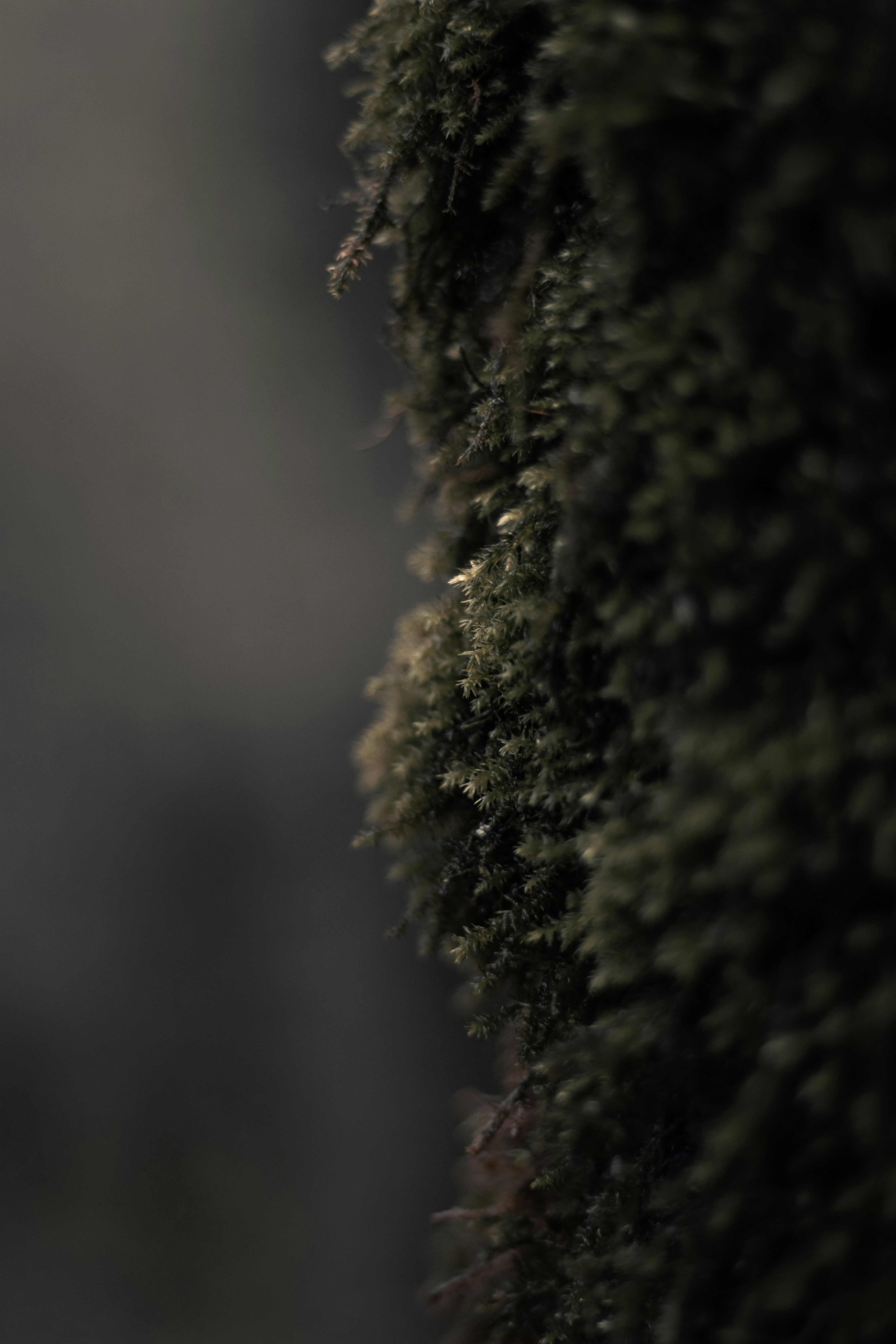 Photo by mahdibafande