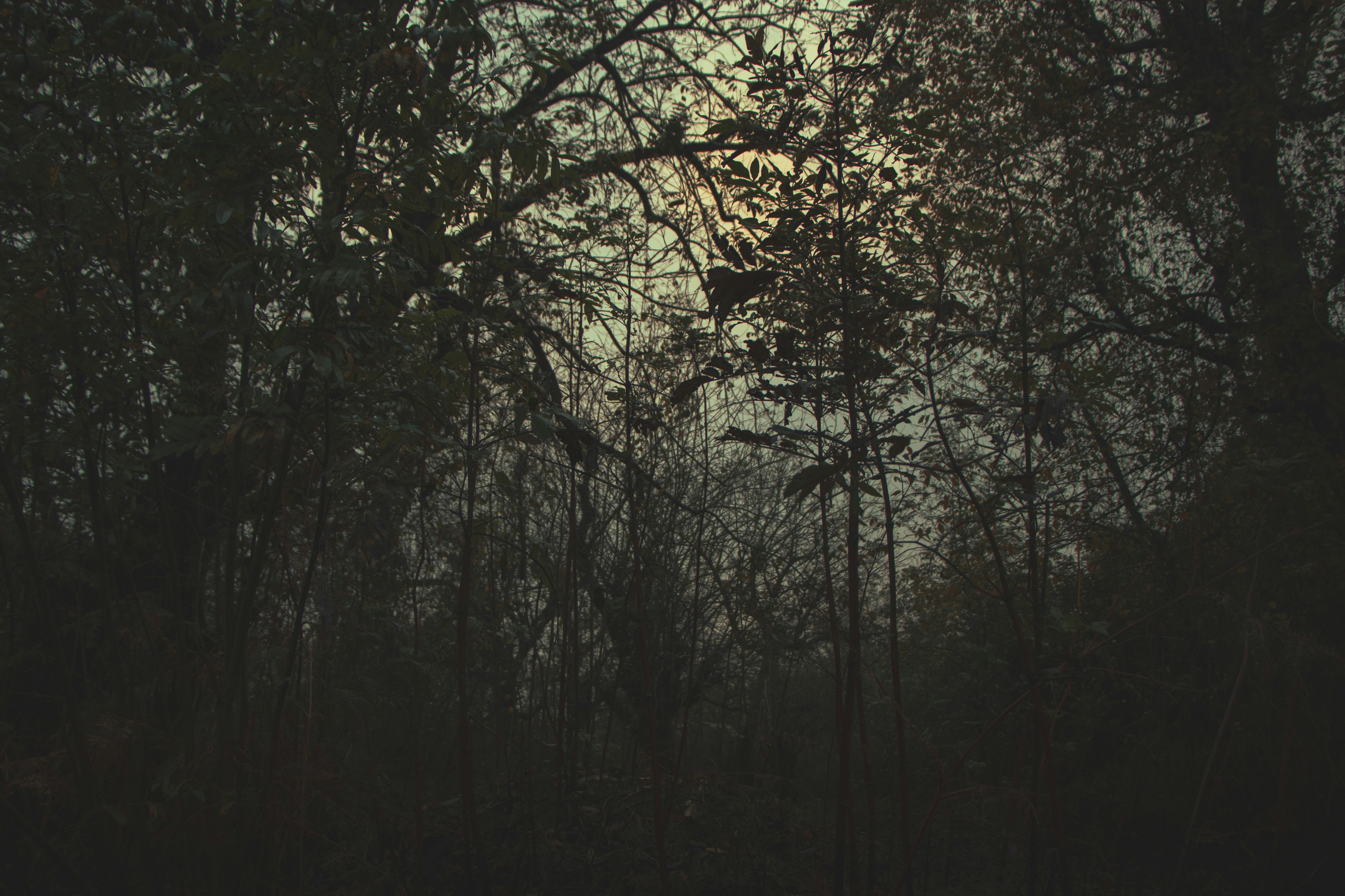 Photo by mahdibafande