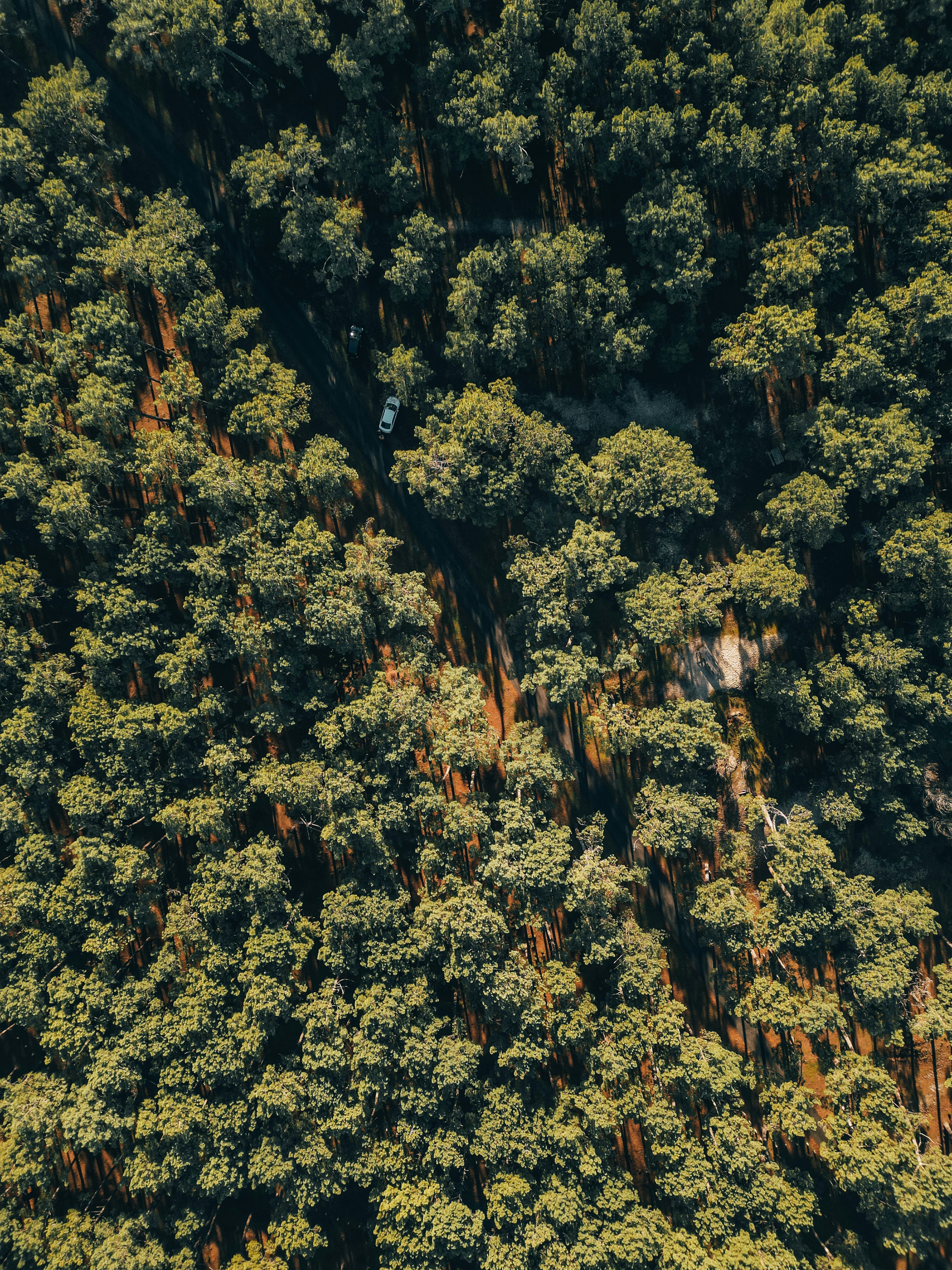 An aerial view of a group of trees photo – Free Drone Image on Unsplash
