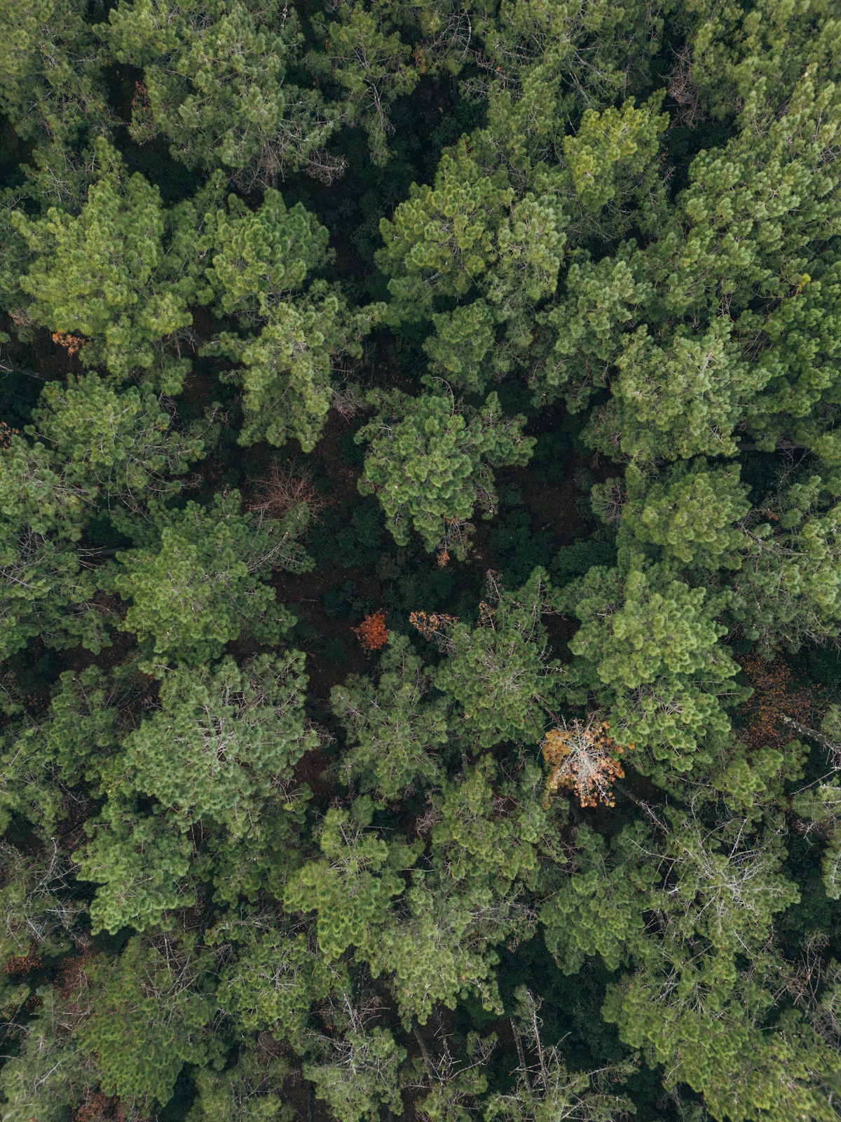 Vista aérea de bosque para mapeo e industria