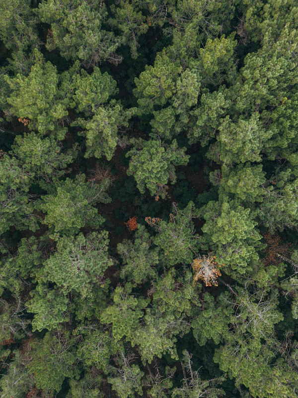 Vista aérea de drone sobre floresta com neblina