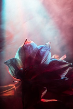 Close-up of vibrant floral digital art with delicate petals and soft light.