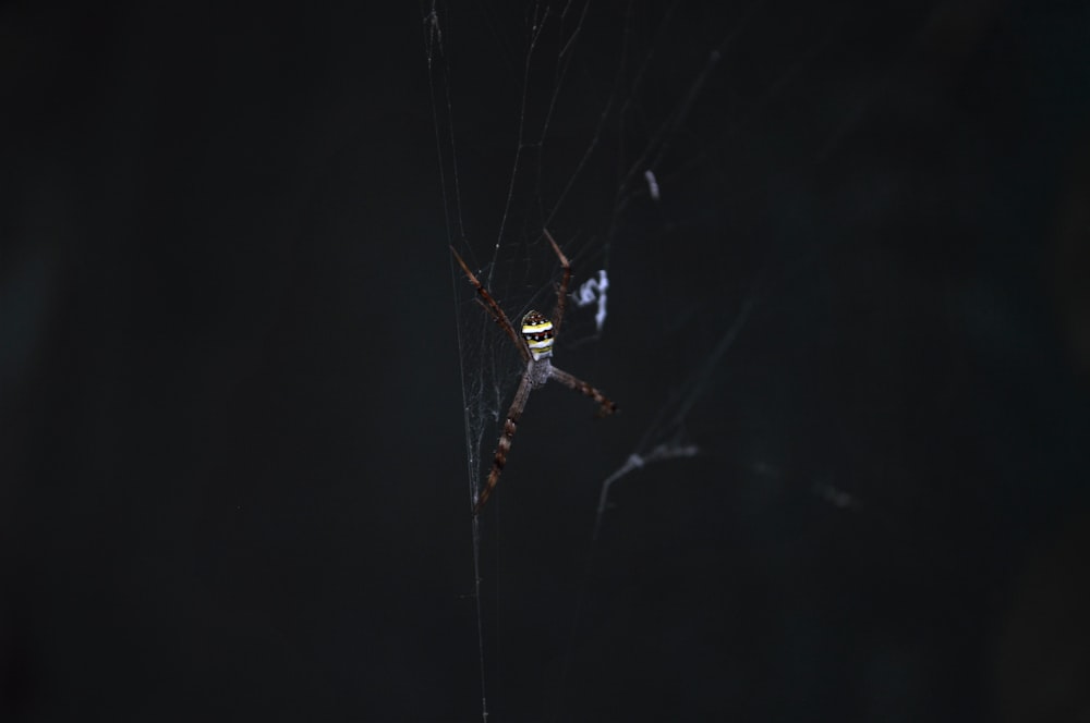 a large spider sitting on top of a web