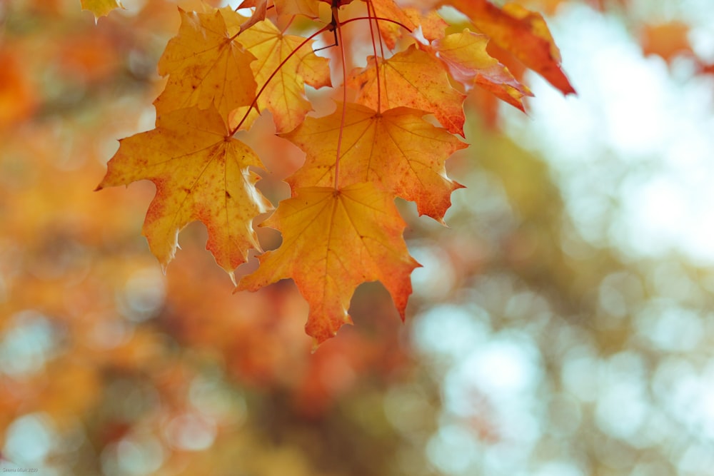 a close up of a maple tree with yellow and red leaves