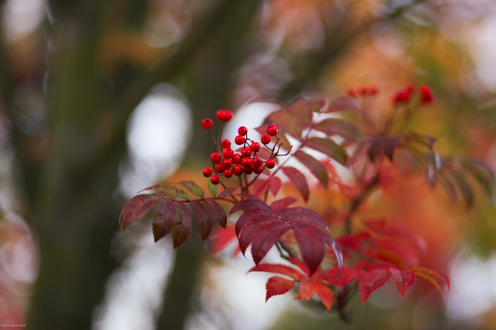 a branch with red leaves and red berries on it