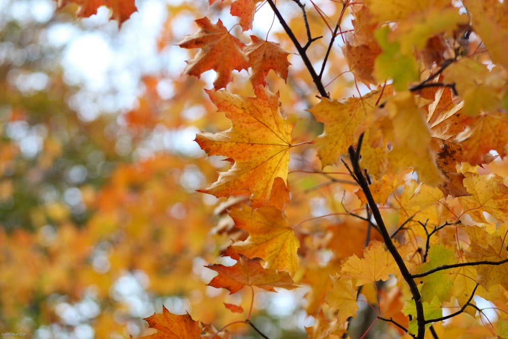 a close up of a tree with lots of leaves