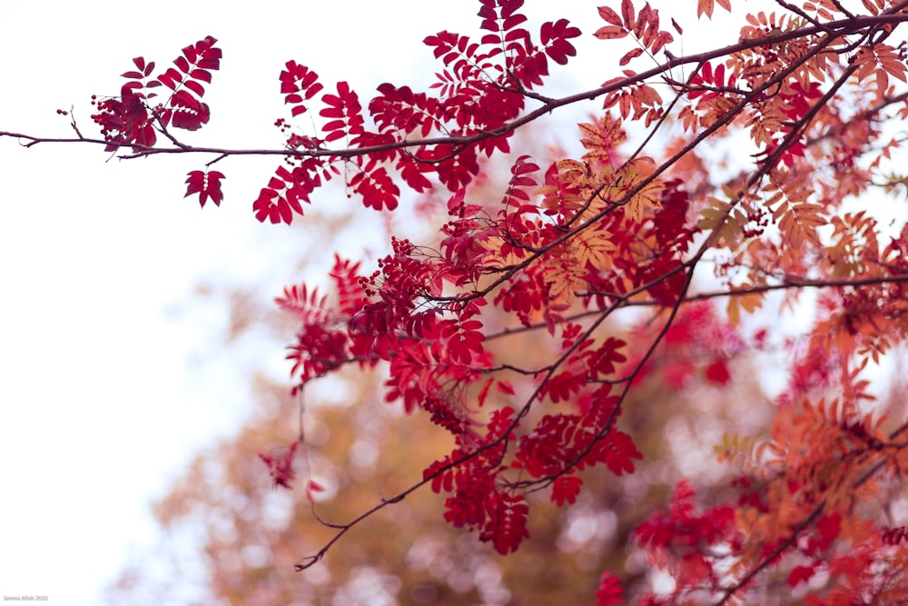 a tree branch with red leaves on it