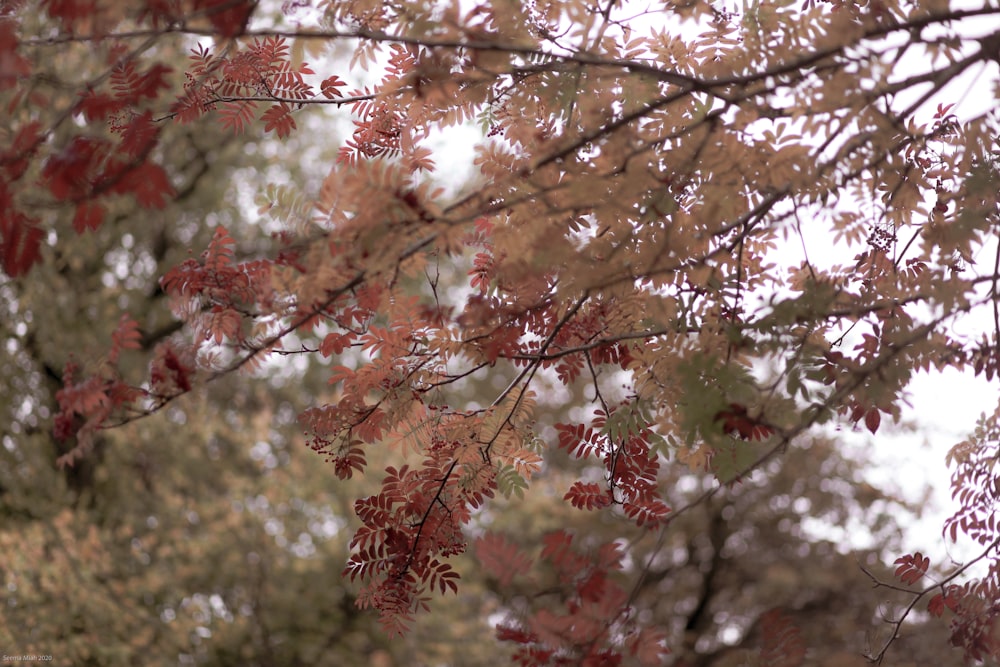 a tree with red leaves in the fall