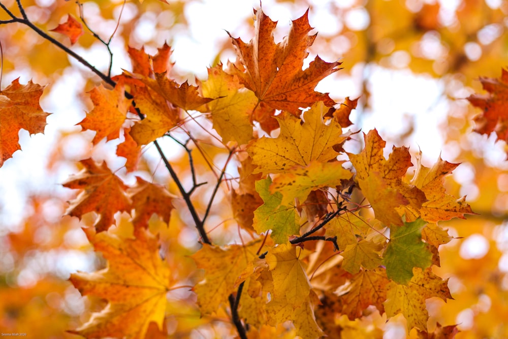 a bunch of leaves that are on a tree