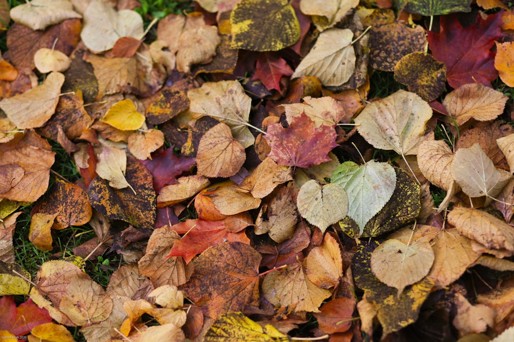 a bunch of leaves that are laying on the ground