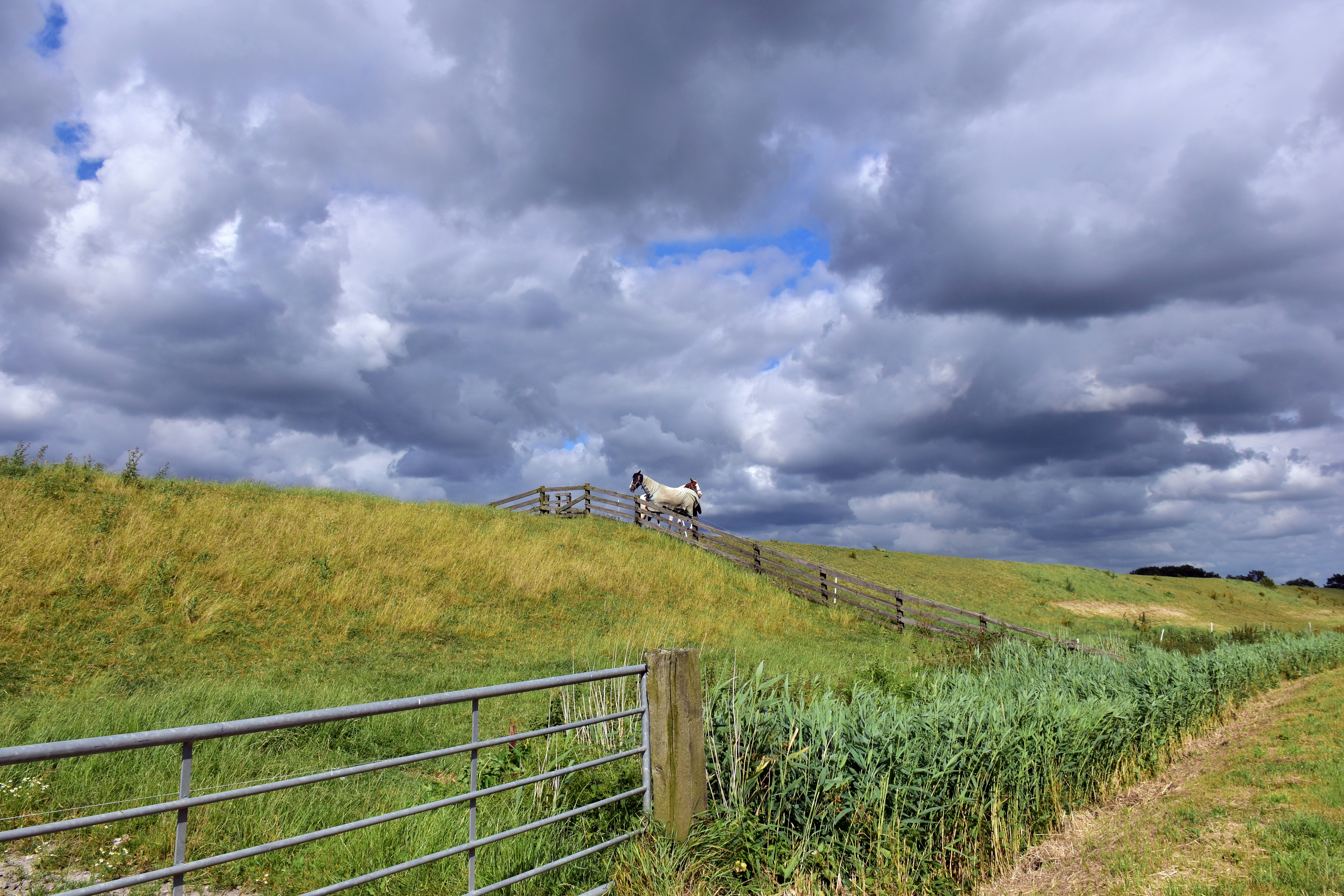 a white horse standing on top of a lush green field