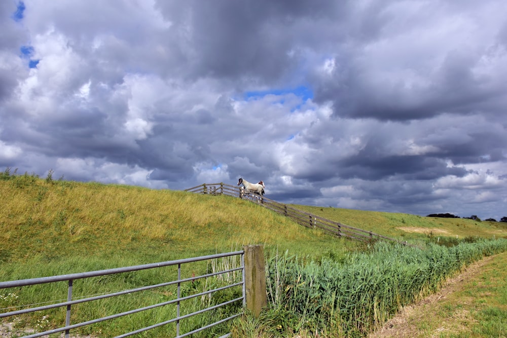 Un caballo blanco parado en la cima de un exuberante campo verde