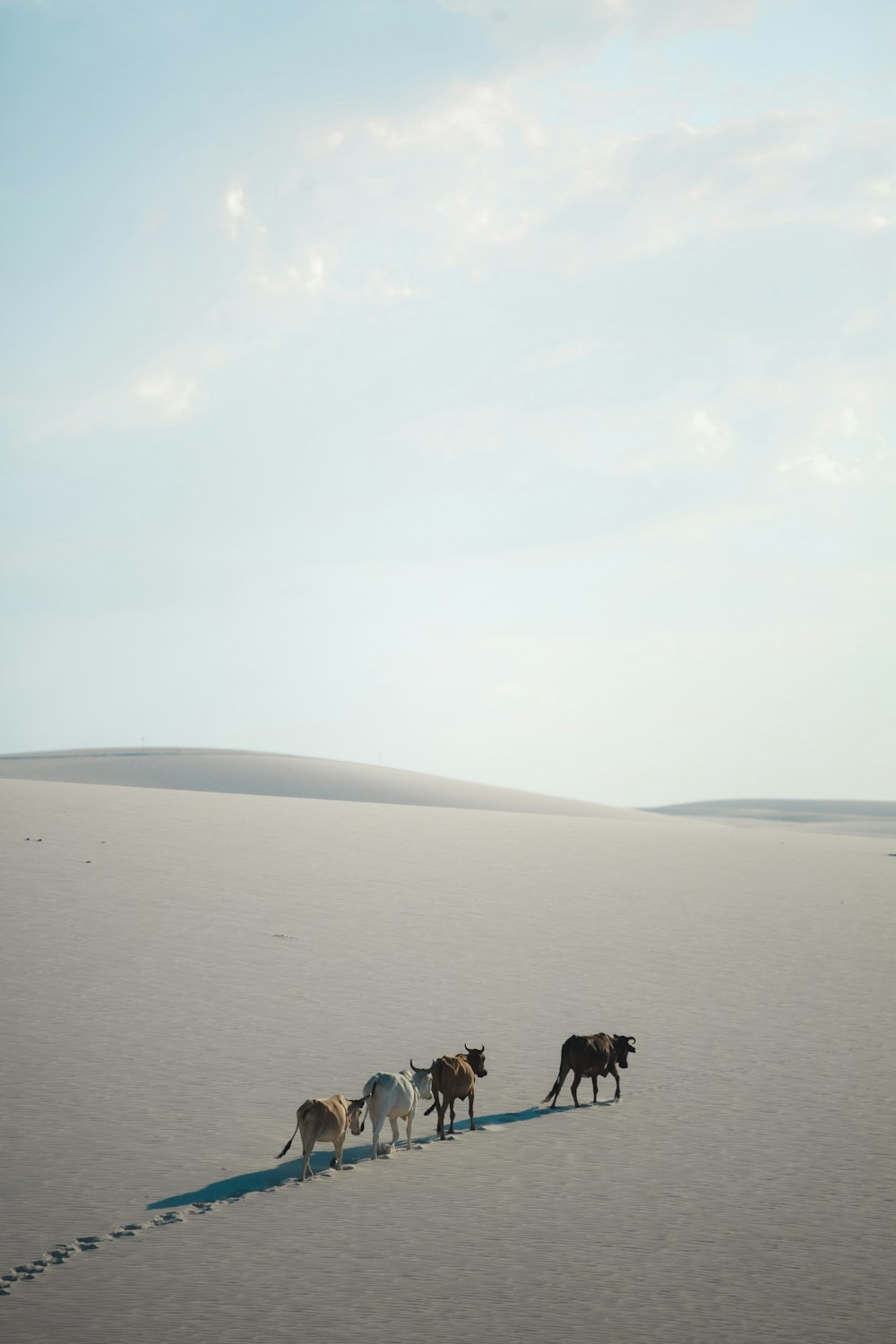 a group of dogs walking across a snow covered field