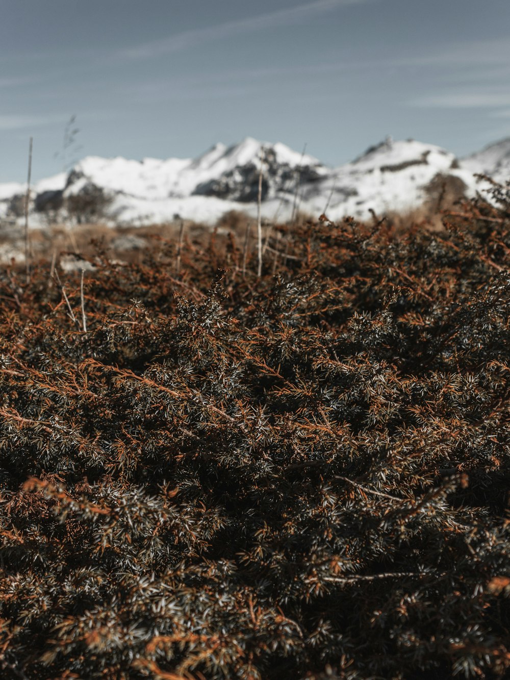 a field of grass with mountains in the background