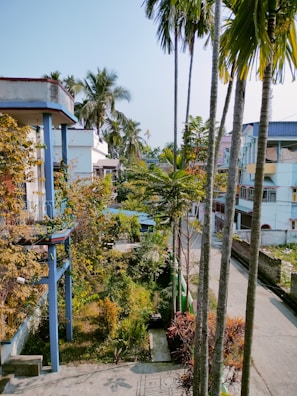 A residential neighborhood featuring multiple houses with a mix of colors such as blue, white, and pastel hues. There are tall palm trees and other green vegetation lining the street and occupying the yards, creating a lush atmosphere. The street appears to be quiet with no visible vehicles or people.
