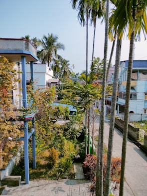 A residential neighborhood featuring multiple houses with a mix of colors such as blue, white, and pastel hues. There are tall palm trees and other green vegetation lining the street and occupying the yards, creating a lush atmosphere. The street appears to be quiet with no visible vehicles or people.