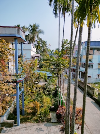 A residential neighborhood featuring multiple houses with a mix of colors such as blue, white, and pastel hues. There are tall palm trees and other green vegetation lining the street and occupying the yards, creating a lush atmosphere. The street appears to be quiet with no visible vehicles or people.
