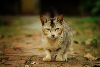 A weathered, feral cat with fur in shades of gray and brown is crouched on a dirt path, surrounded by blurred greenery. Its piercing green eyes gaze directly ahead, giving a focused and intense expression. The background is softly blurred, emphasizing the cat as the main subject.