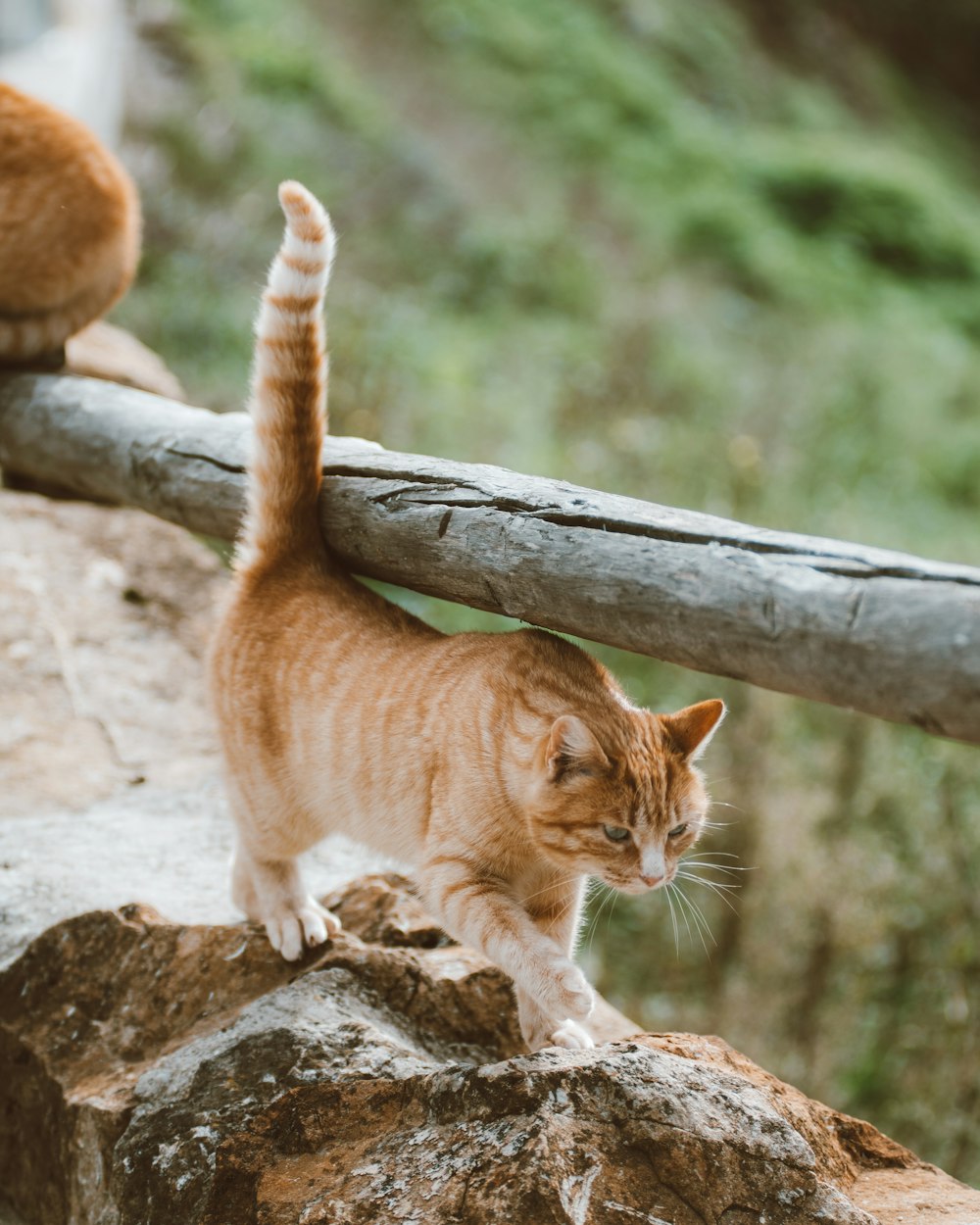 a cat standing on top of a rock next to a wooden fence