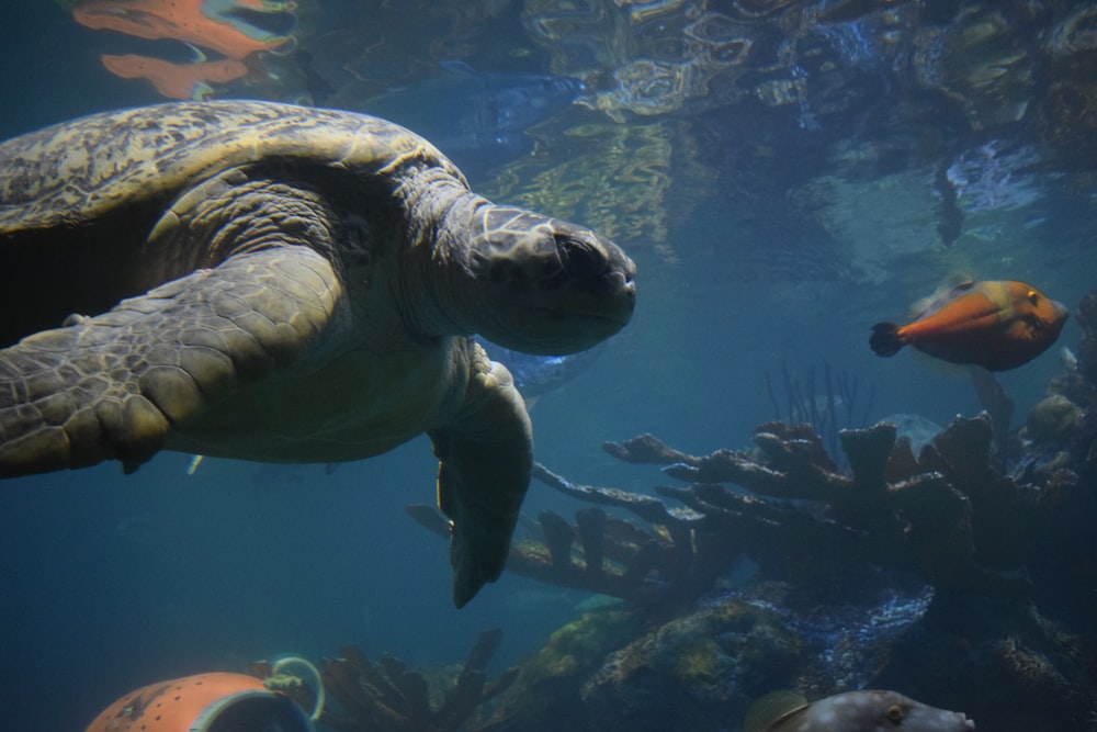 a large turtle swimming in a large aquarium