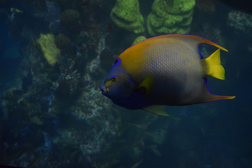 a yellow and blue fish swimming in an aquarium