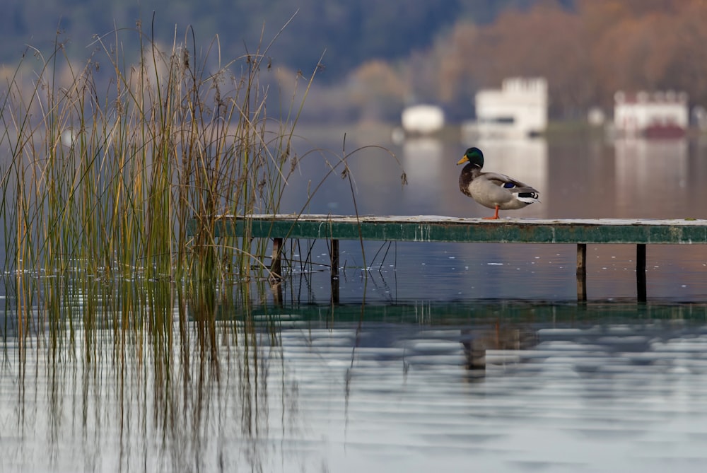 a duck is sitting on a dock in the water