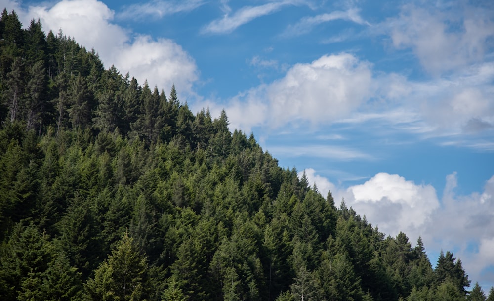 a forest of trees with a blue sky in the background