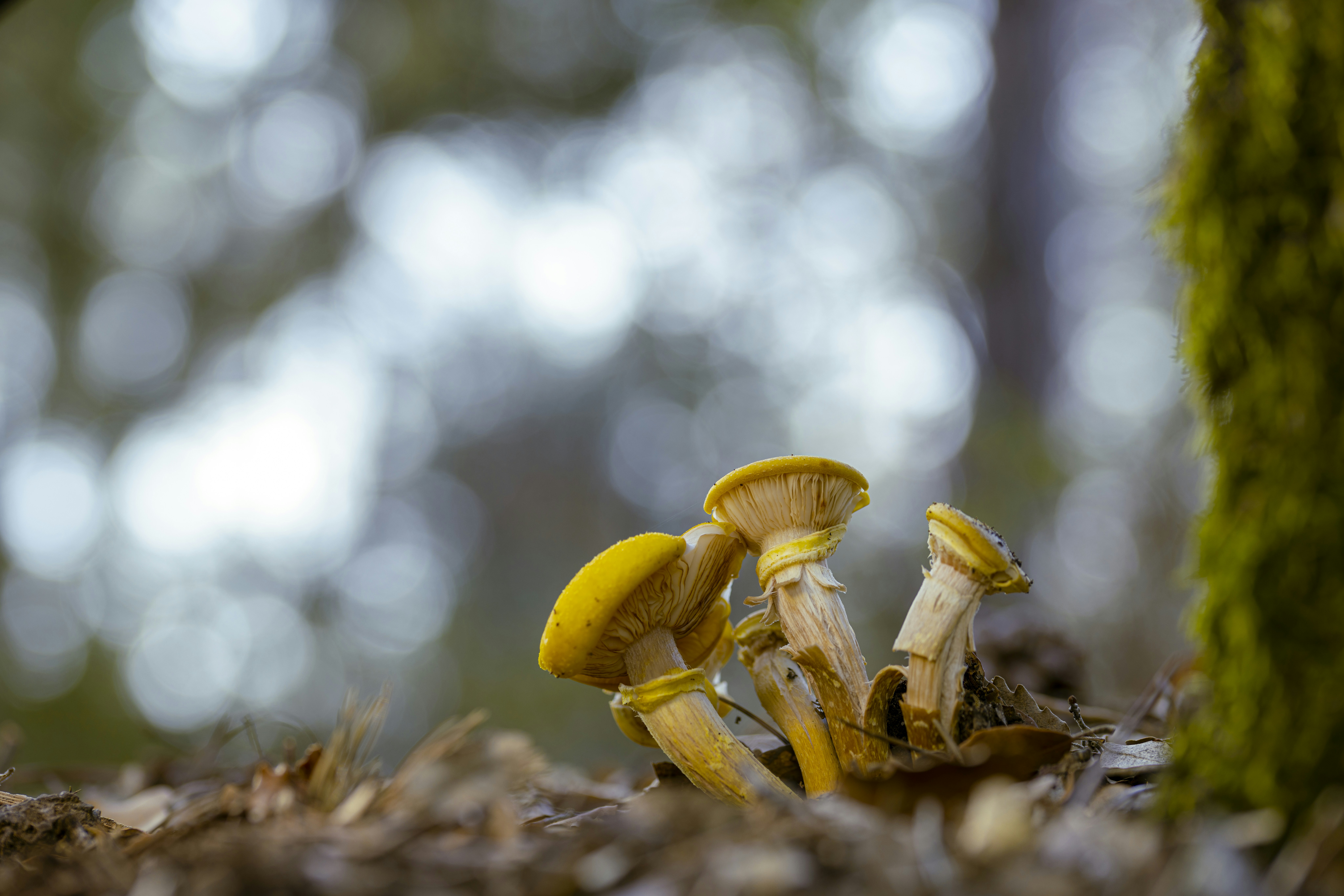Fotomural a couple of mushrooms that are on the ground