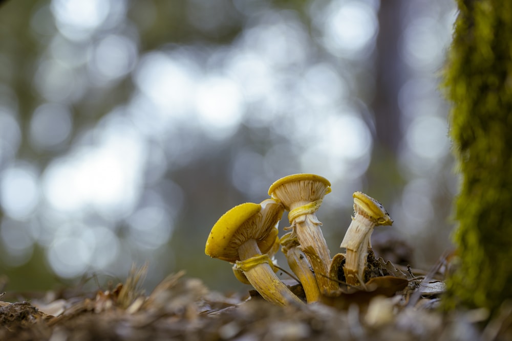 a couple of mushrooms that are on the ground