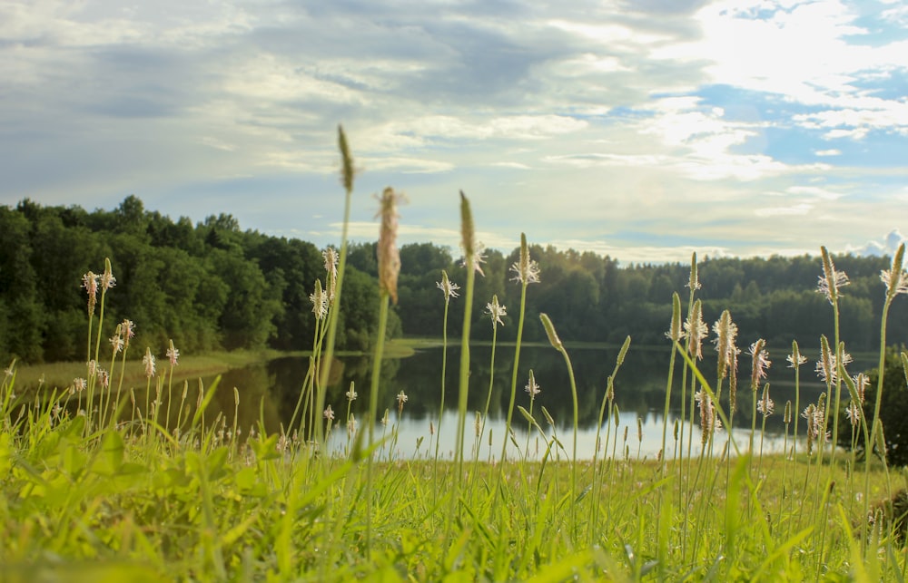 a lake surrounded by tall grass and trees