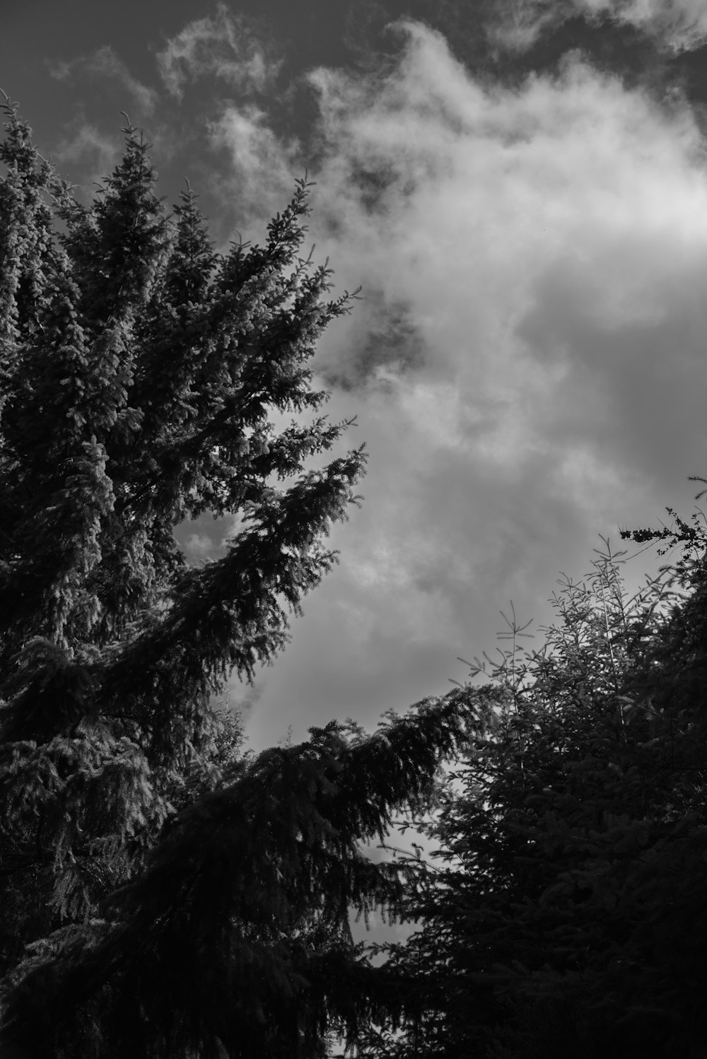 a black and white photo of trees and clouds