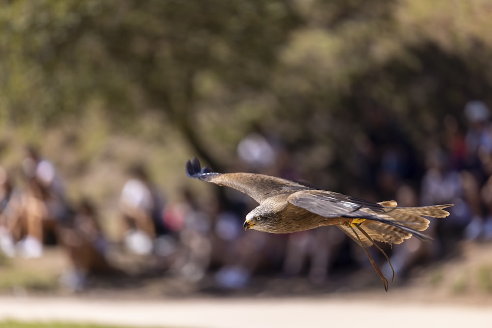 a bird flying in the air with people in the background