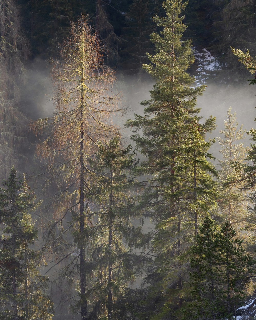 a forest filled with lots of trees covered in fog