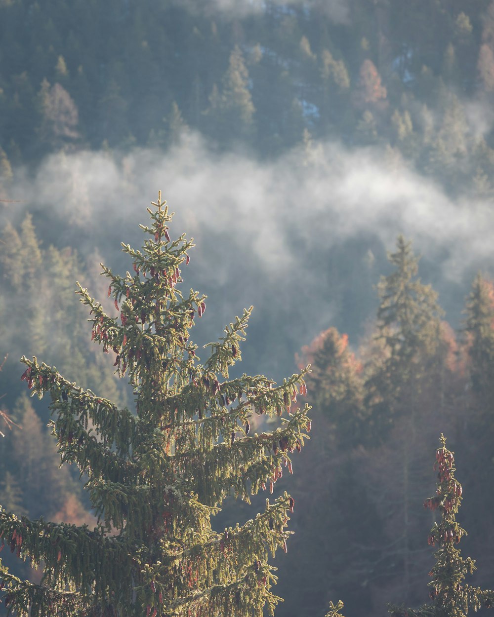 Una foresta nebbiosa con alberi in primo piano