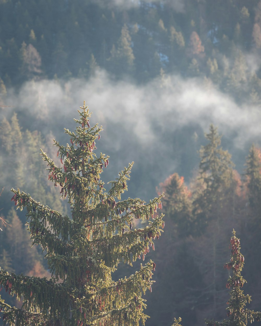 a foggy forest with trees in the foreground