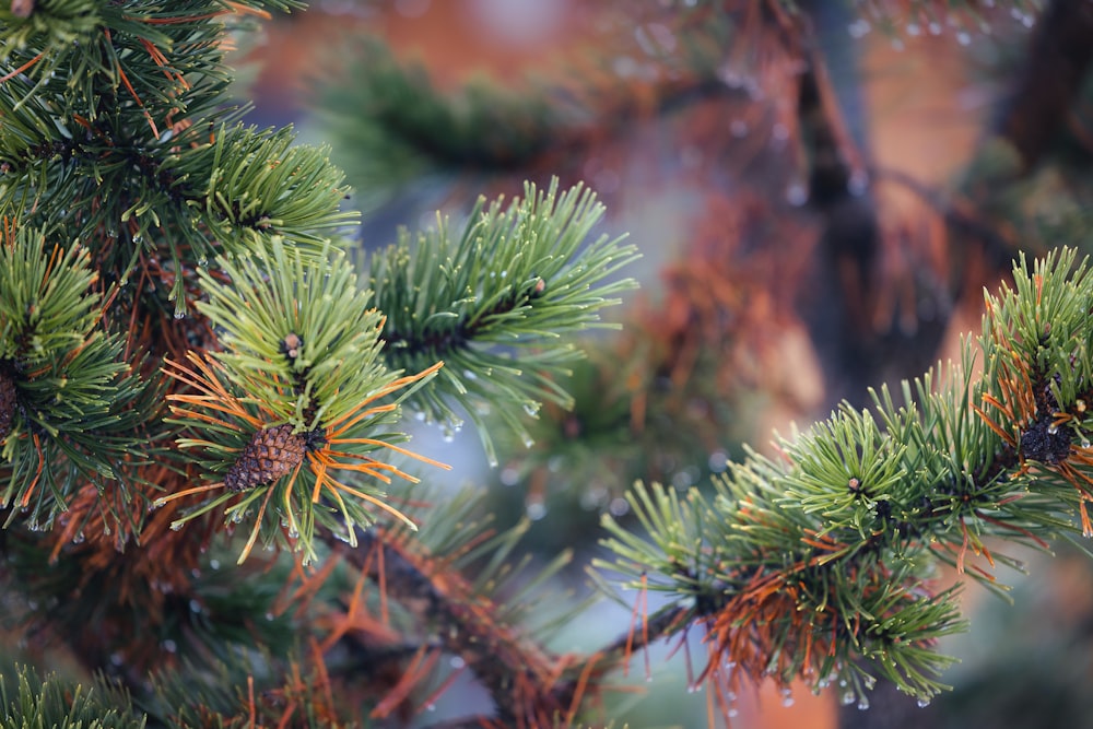 a close up of a pine tree branch