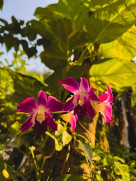 Pink and white orchids bloom vibrantly against a backdrop of lush green leaves. The flowers are illuminated by warm natural sunlight, creating a serene and tropical atmosphere. Their delicate petals and the intricate patterns add a sense of elegance and beauty to the scene.