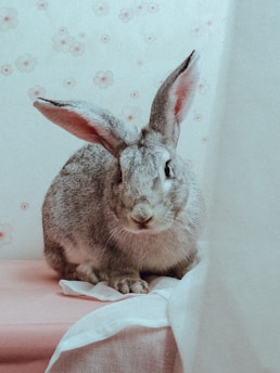 A gray rabbit with large ears sits on a pink surface. The background wallpaper features small pink floral patterns, adding a soft, cozy ambiance to the scene.