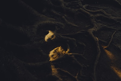 Close-up of twisted tree roots wrapping around glowing, hidden artifacts.