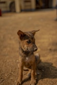 A small, brown puppy sits attentively on a dirt ground, its ears perked up and eyes looking to the side. The background is a slightly blurred outdoor setting, suggesting an environment like a yard or open space.