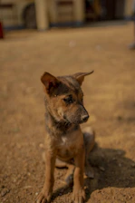 A happy puppy sitting attentively during a training session on a cozy ranch porch.
