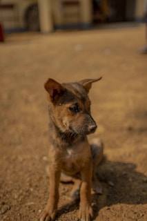 A small, brown puppy sits attentively on a dirt ground, its ears perked up and eyes looking to the side. The background is a slightly blurred outdoor setting, suggesting an environment like a yard or open space.